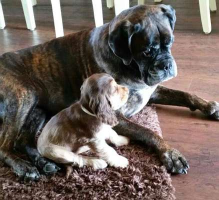 155. FotoChallange * David und Goliath *-Beitrag-Bild