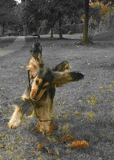 Dogorama Photo Challenge - Apportieren-Beitrag-Bild