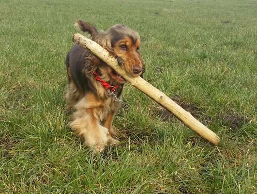 Dogorama Photo Challenge - Apportieren-Beitrag-Bild