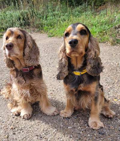 Englisch Cocker Spaniel-Beitrag-Bild