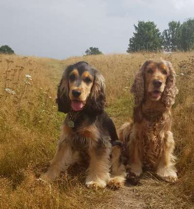 Cocker Spaniel-Beitrag-Bild