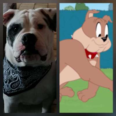 Wie heißt dein Hund?-Beitrag-Bild