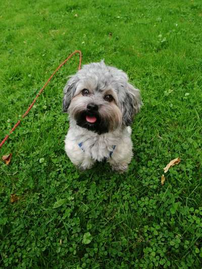 Die Dogorama Kalender Challenge Titelbild-Beitrag-Bild