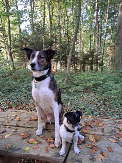 Hundetreffen-Hundetreffen-Bild