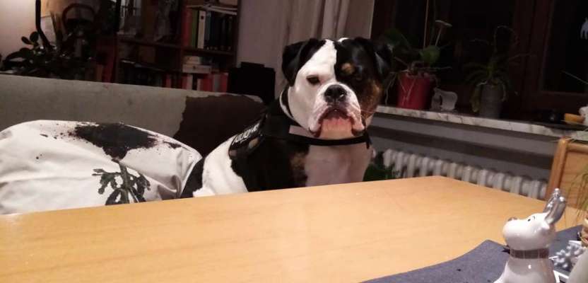 Olde English Bulldogge-Beitrag-Bild