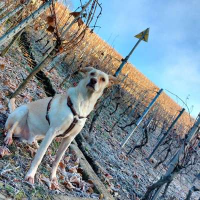 Hundetreffen-Straßenhunde Treff-Bild