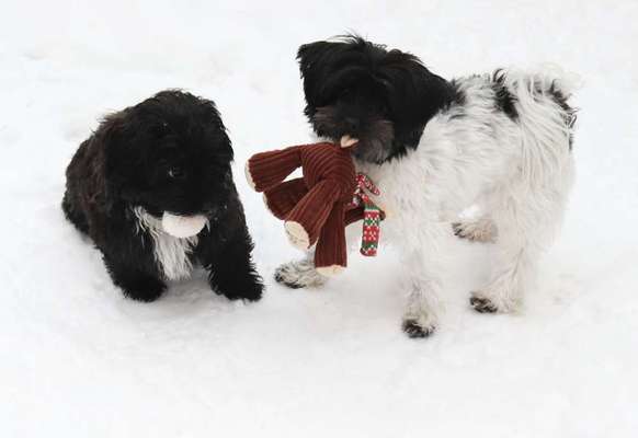 Bester Freund, Hundekumpel - zeigt her!-Beitrag-Bild