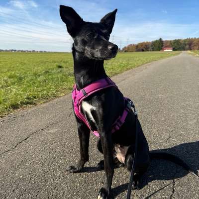 Hundetreffen-Suche Spielkameraden