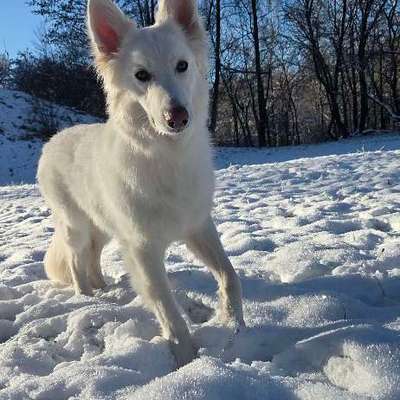 Weißer Schweizer Schäferhund-Beitrag-Bild