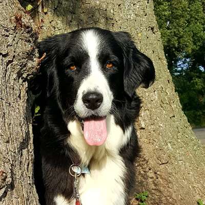 Die Dogorama Kalender Challenge Titelbild-Beitrag-Bild