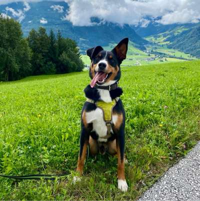 Hundetreffen-Gassirunden/Alltagstraining