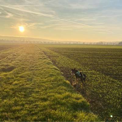 Hundetreffen-Gassirunden/Alltagstraining-Bild