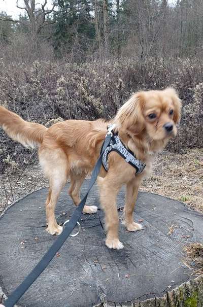 Zeigt her eure Pudel und Pudelmischlinge (:-Beitrag-Bild