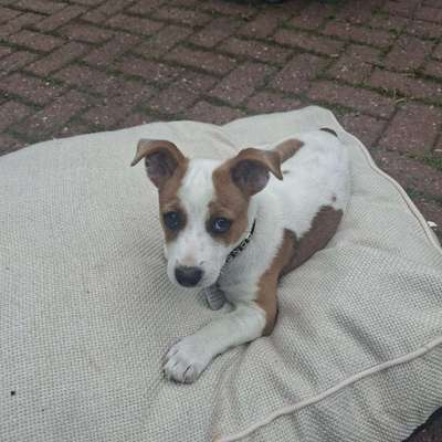 Hundetreffen-Spielgruppe Welpen unsere 12 Wochen Jack Russell-Profilbild