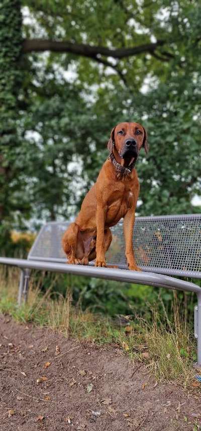Rhodesian Ridgeback-Beitrag-Bild