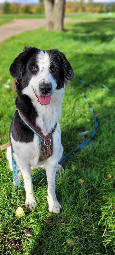 Mischlingshunde Foto Aufruf-Beitrag-Bild