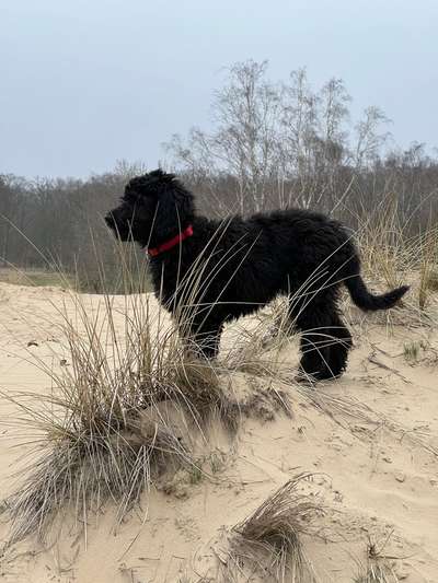 Goldendoodle-Beitrag-Bild