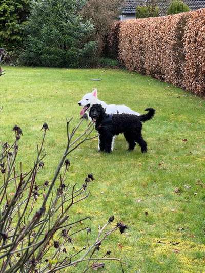 Goldendoodle-Beitrag-Bild