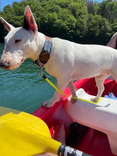 Hundetreffen-Rosbach Windeck Flöckchen sucht Freunde-Bild