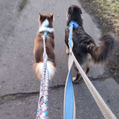 Hundetreffen-Junghundetraining-Bild