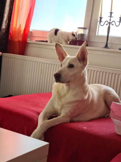 Darf der Hund bei Euch im Bett schlafen?-Beitrag-Bild