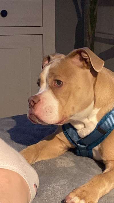 Olde English Bulldogge-Beitrag-Bild