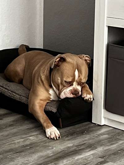 Olde English Bulldogge-Beitrag-Bild
