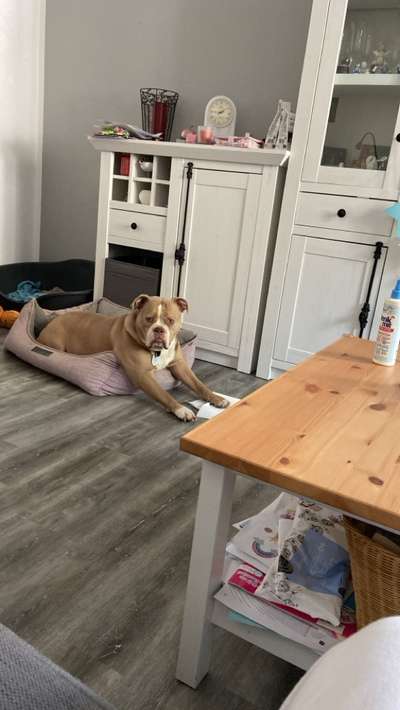 Olde English Bulldogge-Beitrag-Bild