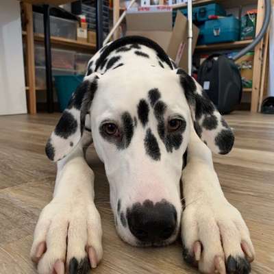 Hundetreffen-Gassi- und Spielfreunde gesucht