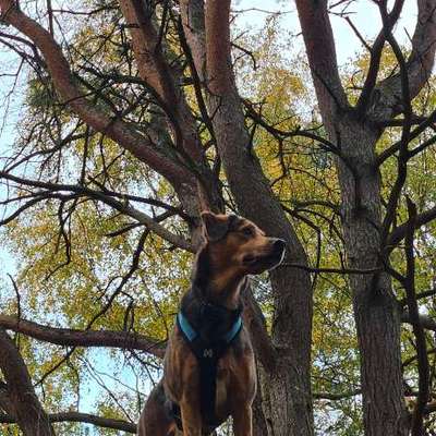 Hundetreffen-Gemeinsames Gassi, Spiel und/oder Training-Bild