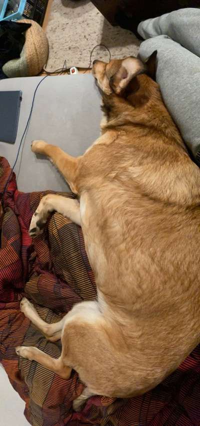 Zeige das lustigste Bild eures Hundis-Beitrag-Bild