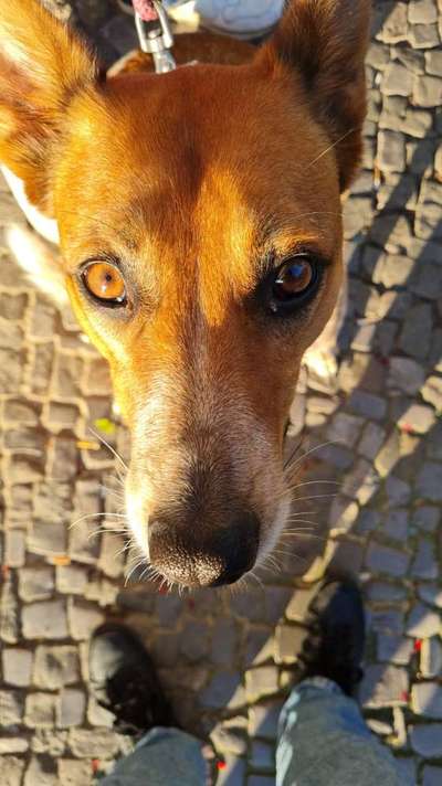 Die Dogorama Kalender Challenge Titelbild-Beitrag-Bild