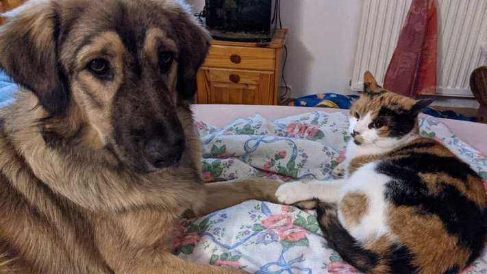 Wo habt ihr eure Hunde her ?-Beitrag-Bild