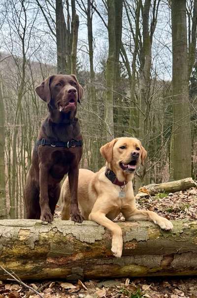 Hundetreffen-Lange Spaziergänge und Training-Bild