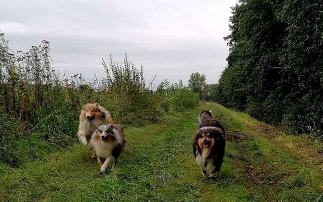 Collies gesucht-Beitrag-Bild