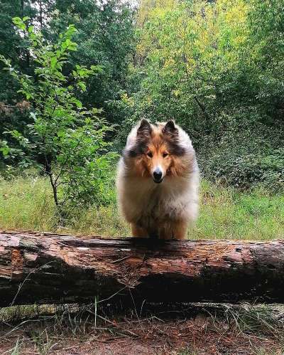 Welpen Bilder !-Beitrag-Bild