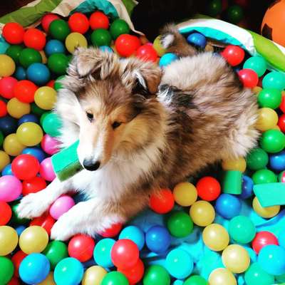 Welpen Bilder !-Beitrag-Bild