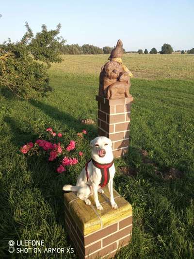 Fotochallenge Nr. 59 - Mein Hund zeigt die Zunge-Beitrag-Bild