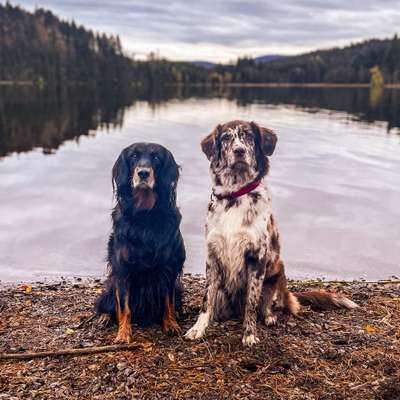 Hundetreffen-Neuankömmlinge suchen Hundekontakt-Bild