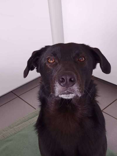 Hunde vom Tierschutzverein 🐕♥️-Beitrag-Bild