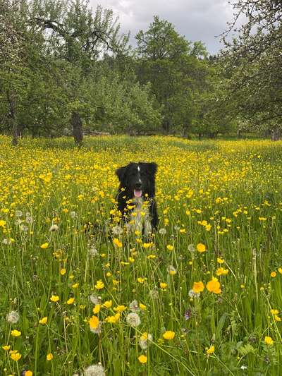 Die Dogorama Monats Challenge "Es grünt und blüht"-Beitrag-Bild