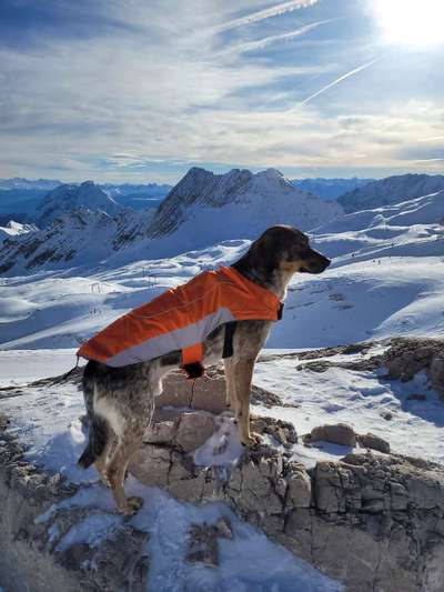 Dogorama Photo Challenge - Winterstimmung-Beitrag-Bild