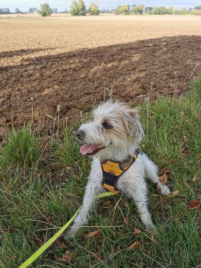 Jack Russell Terrier-Beitrag-Bild