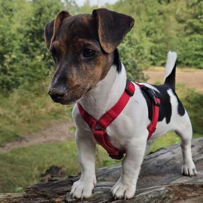 Hundetreffen-Welpen treffen-Bild