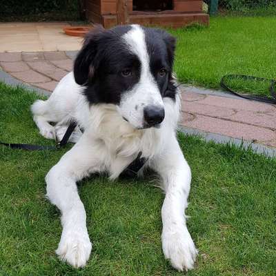 Hundetreffen-Hundekontakte-Profilbild