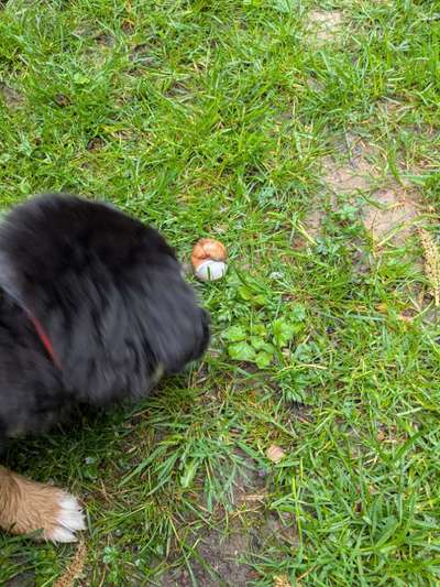 Hundetreffen-Sozialisierung, Kontakte knüpfen-Bild