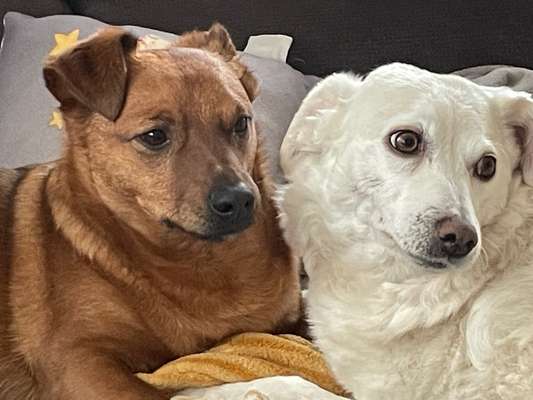 Wie kamst du zu deinem Hund?-Beitrag-Bild