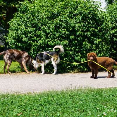 Hundetreffen-Play date-Bild