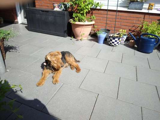 Welche Hunderasse-Beitrag-Bild