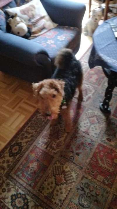 Welche Hunderasse-Beitrag-Bild